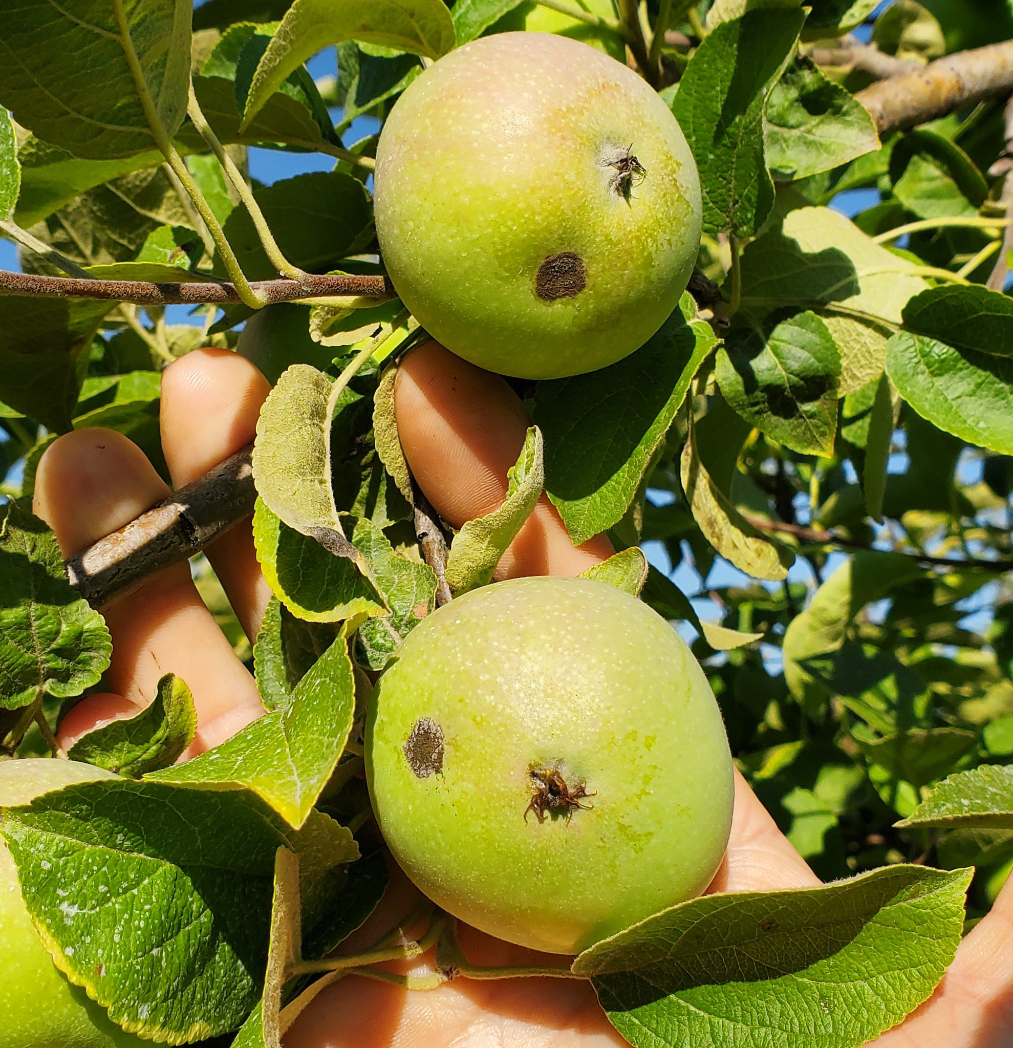 Apple scab on apples